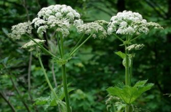 Ефективні методи боротьби з борщівником Сосновського на ділянці