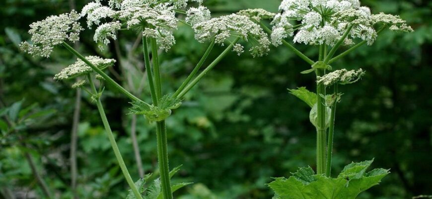 Ефективні методи боротьби з борщівником Сосновського на ділянці