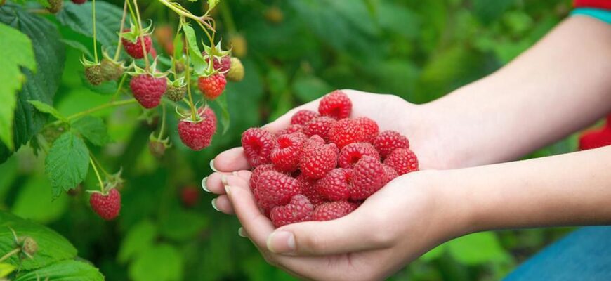 Чи безпечно збирати лісові ягоди після дощу: що варто знати?