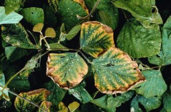 Що стається з рослинами при надлишку калію: дослідження та наслідки