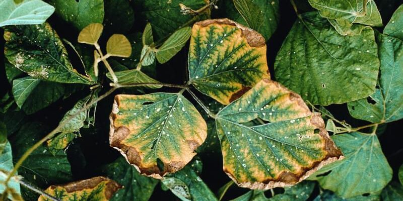 Що стається з рослинами при надлишку калію: дослідження та наслідки