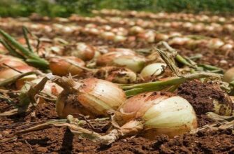 Коли знімати цибулю з грядки: оптимальні терміни та поради збору врожаю