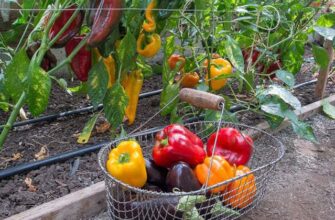 Ефективні підживки для перців та баклажанів в період плодоношення