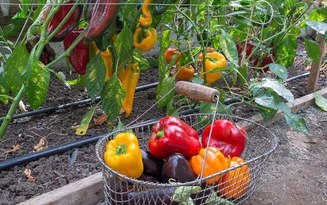 Ефективні підживки для перців та баклажанів в період плодоношення