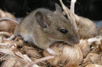 Як ефективно виманити мишу: дієві методи і корисні поради