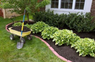 Пересадка хости восени: чи можливо та як правильно це зробити?