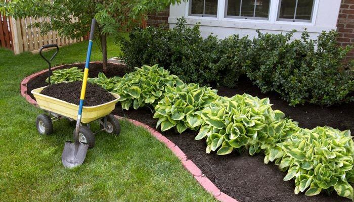 Пересадка хости восени: чи можливо та як правильно це зробити?