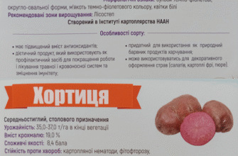 Наскільки небезпечні та отруйні ягоди картоплі: що варто знати?