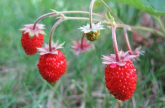 Як визначити суницю: поради та методи для точного розпізнавання рослини