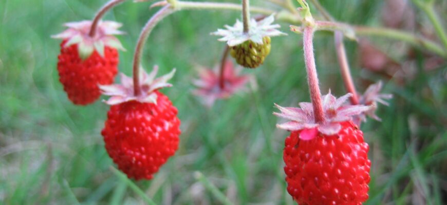 Як визначити суницю: поради та методи для точного розпізнавання рослини