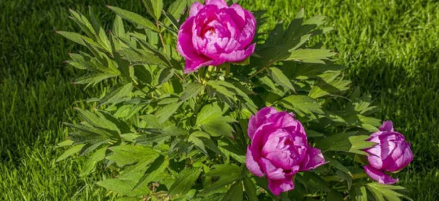 Чи варто пересаджувати півонії в серпні: поради та рекомендації садівникам