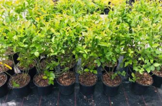 Чи можливо вирощувати лохину в горщику: поради та нюанси догляду