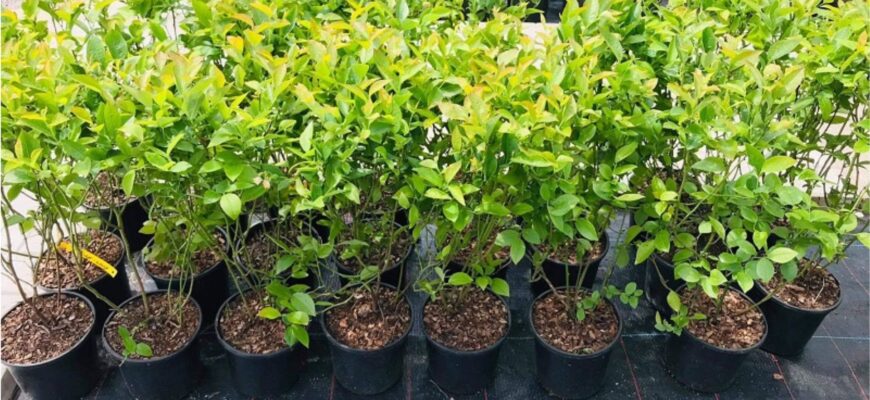 Чи можливо вирощувати лохину в горщику: поради та нюанси догляду