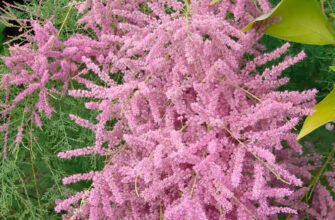 Який вигляд має рослина Тамарикс: ознаки та характеристики виду