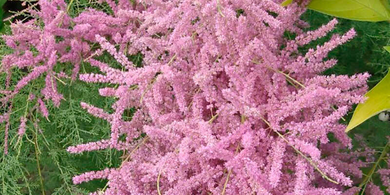 Який вигляд має рослина Тамарикс: ознаки та характеристики виду