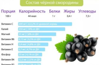 Користь відвару зі смородини: секрети здоров’я і покращення самопочуття Користь відвару зі смородини: секрети здоров’я і покращення самопочуття