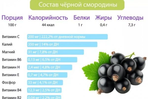 Користь відвару зі смородини: секрети здоров’я і покращення самопочуття