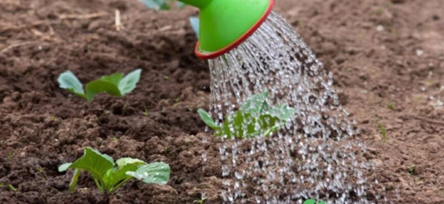 Як правильно приготувати маточний розчин Фітоспорину для поливу ґрунту Як правильно приготувати маточний розчин Фітоспорину для поливу ґрунту