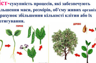Причини зростання рослин: ключові фактори та їхній вплив