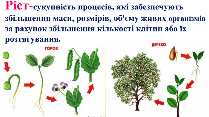 Причини зростання рослин: ключові фактори та їхній вплив