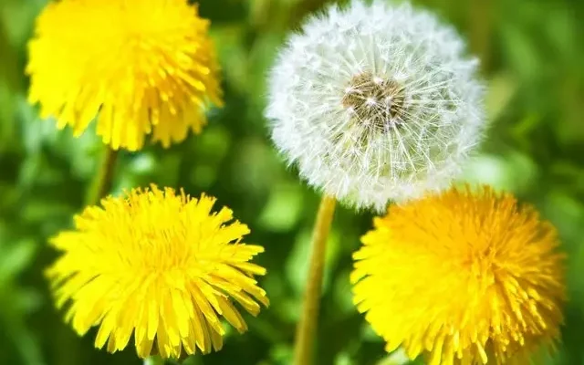 Коли та як правильно збирати квіти кульбаби: поради та рекомендації