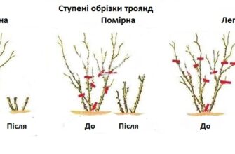 Як правильно обрізати плетисті троянди після цвітіння: поради експертів