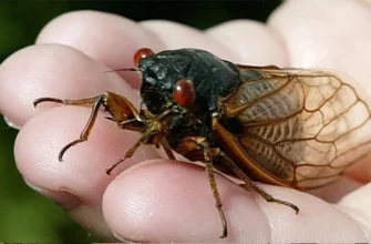 Чому цвіркуни співають ночами: розкриваємо загадку цикад у темряві