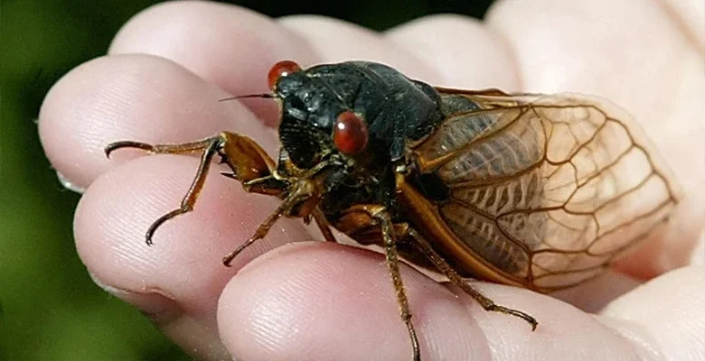 Чому цвіркуни співають ночами: розкриваємо загадку цикад у темряві