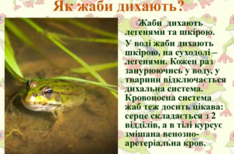 Важливість жаб у природі: екологічна роль і значення цих амфібій