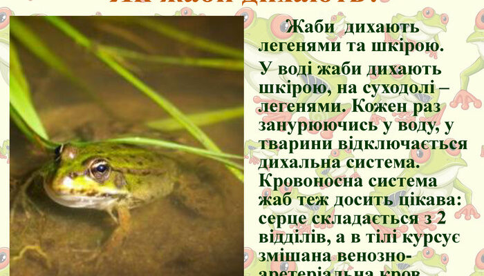 Важливість жаб у природі: екологічна роль і значення цих амфібій