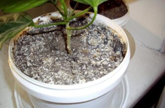 Причини появи цвілі на ґрунті у квіткових горщиках: розбір проблеми