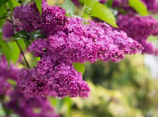 Яке добриво найкраще підходить для живлення та росту бузку? Яке добриво найкраще підходить для живлення та росту бузку?