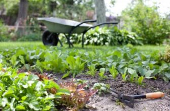 Чи безпечно використовувати золу для підживлення ялин: основні поради