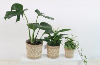 Ефективні методи підживлення для стрімкого росту кімнатних рослин