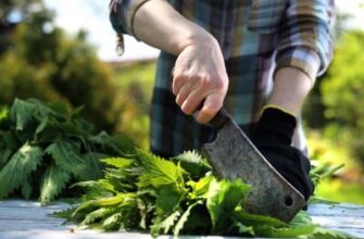 Які рослини найкраще реагують на підживлення з настою кропиви?