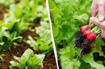 Коли та за якої температури найкраще садити редиску: практичні поради