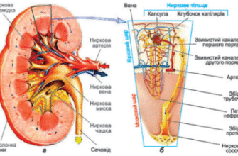 Де знаходяться бічні нирки: Анатомія та розташування в організмі