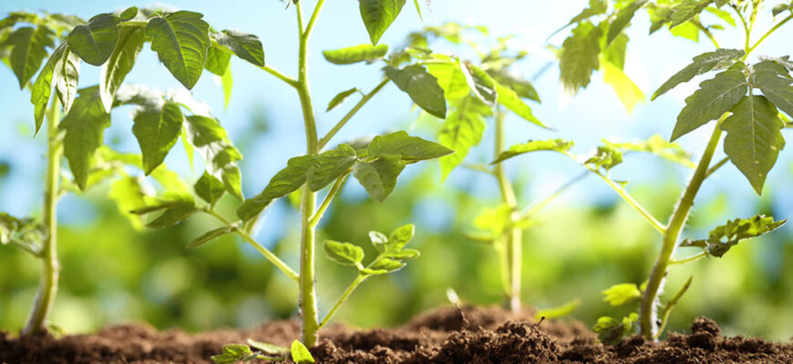 Як ефективно підживити розсаду перцю після висадки у відкритий ґрунт