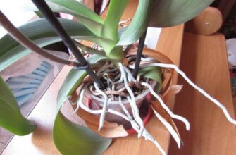 Як правильно доглядати за розрослим корінням орхідеї: поради та рекомендації