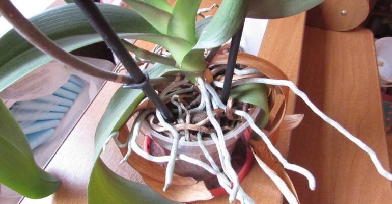 Як правильно доглядати за розрослим корінням орхідеї: поради та рекомендації