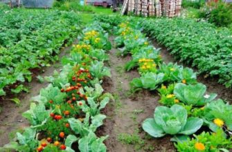 Якщо вам потрібен заголовок для статті, оптимізований під Google, ось приклад: 

Що посадити поруч із кропом: найкращі рослини-супутники

Цей заголовок складається з 61 символу.