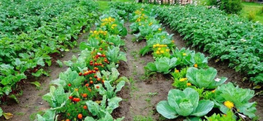 Якщо вам потрібен заголовок для статті, оптимізований під Google, ось приклад: 

Що посадити поруч із кропом: найкращі рослини-супутники

Цей заголовок складається з 61 символу.