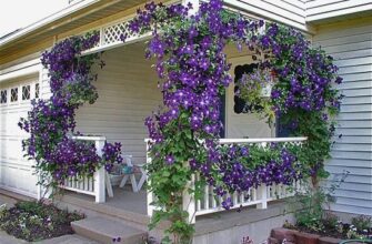 Чи потрібно обрізати клематиси після зими: поради для садівників