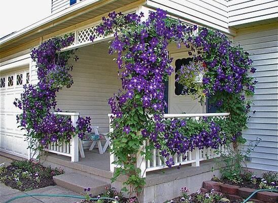 Чи потрібно обрізати клематиси після зими: поради для садівників