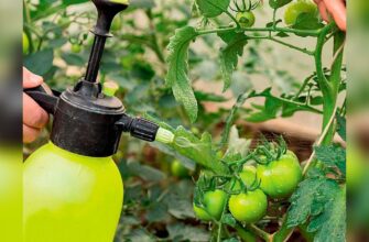 Як ефективно застосовувати сироватку для підживлення помідорів та огірків