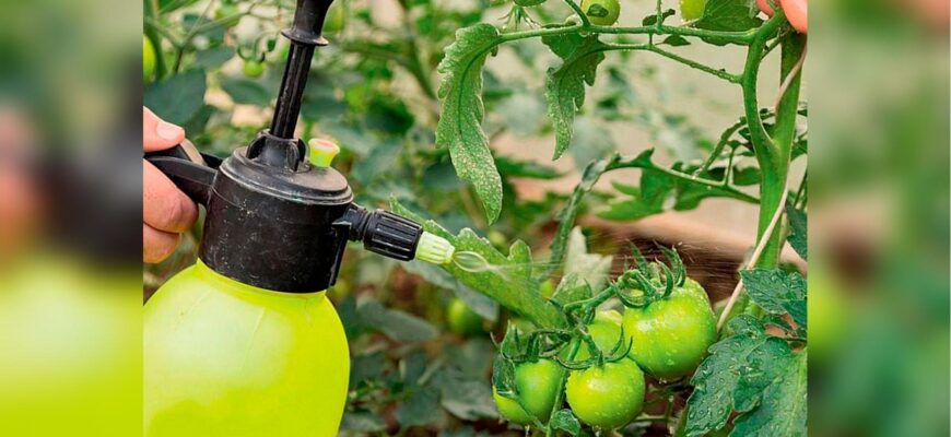 Як ефективно застосовувати сироватку для підживлення помідорів та огірків