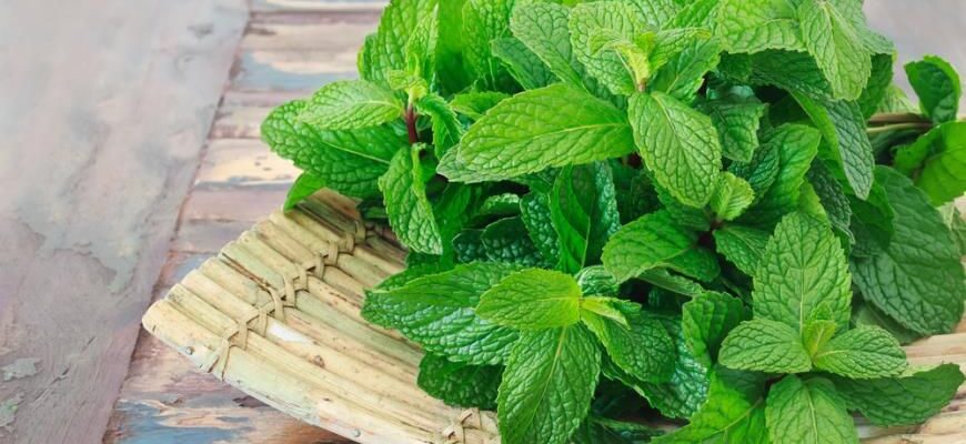 Скільки днів потрібно для проростання м’яти з насіння: поради експертів