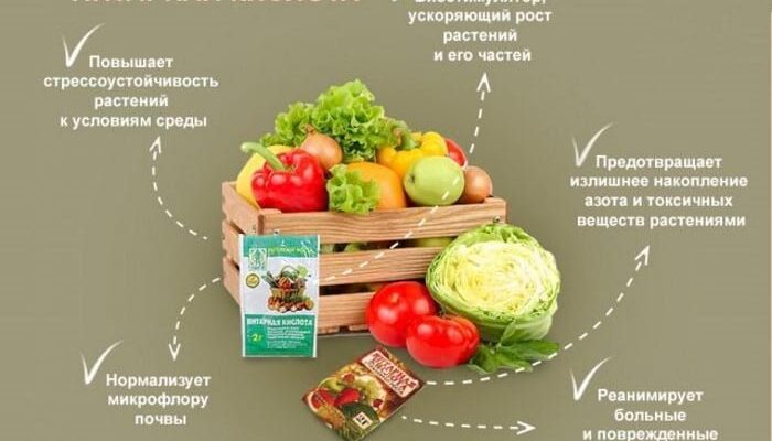 Оптимальне використання бурштинової кислоти: обприскування рослин для чого?