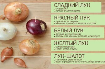 Як обрати найкращу ріпчасту цибулю: поради та секрети від експертів