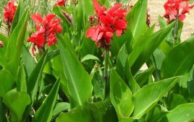 Як зберігати бульби канни взимку: поради для правильного зберігання